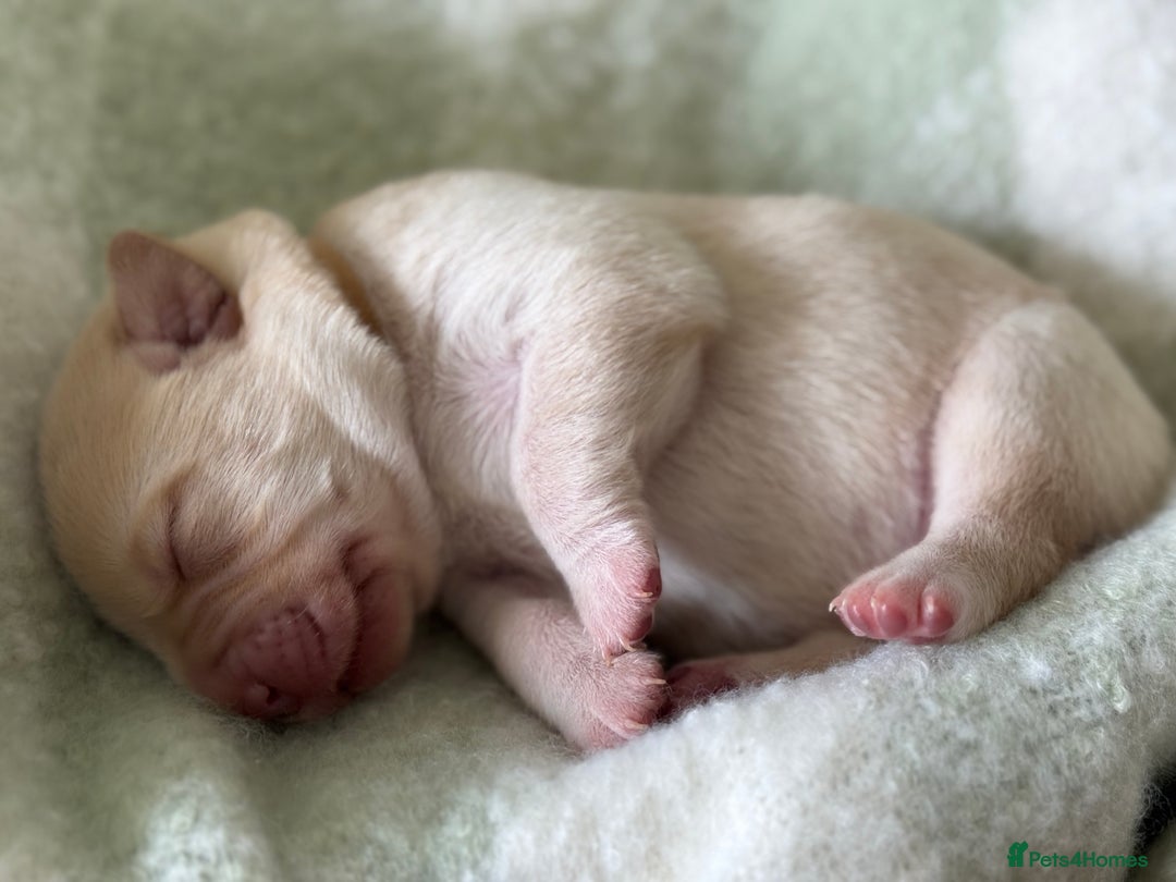 Labrador Retriever dogs for sale: Labrador pups service quality assured - Image 9