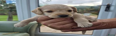 Jackapoo 2