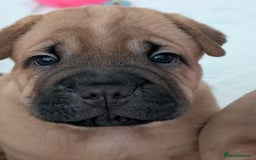 Shar Pei dogs for sale: Shar pei puppies  - Image 15