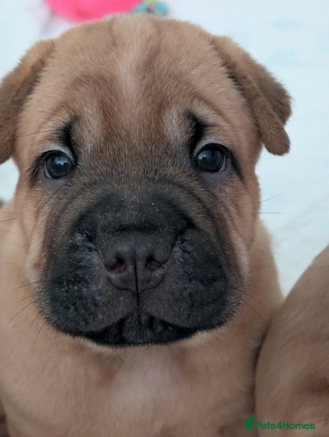 Shar Pei dogs for sale: Shar pei puppies  - Image 15