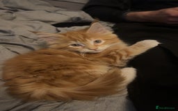 Maine Coon cats for sale: 2 Ginger Maine Coon females  - Image 13