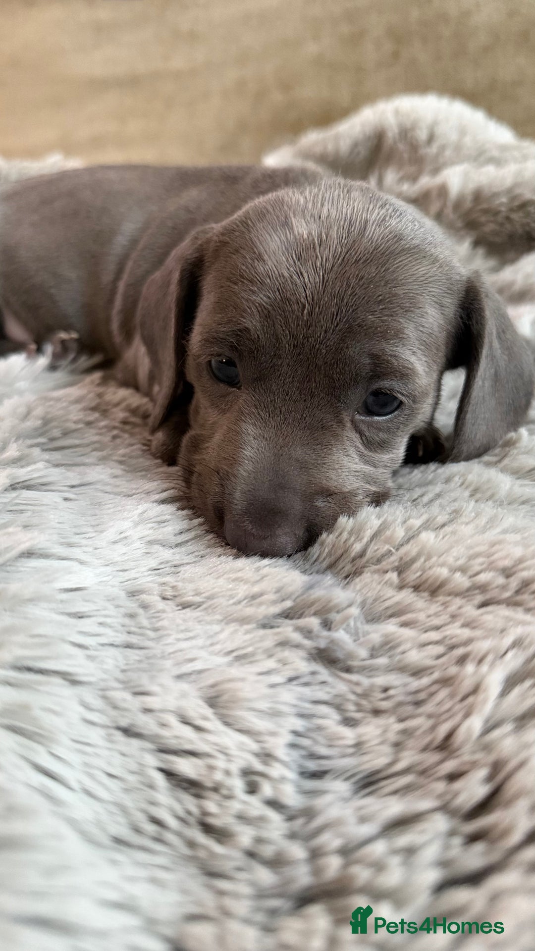 Miniature Dachshund dogs for sale: Rare colour KC registered mini dachshund puppies  - Advert 9
