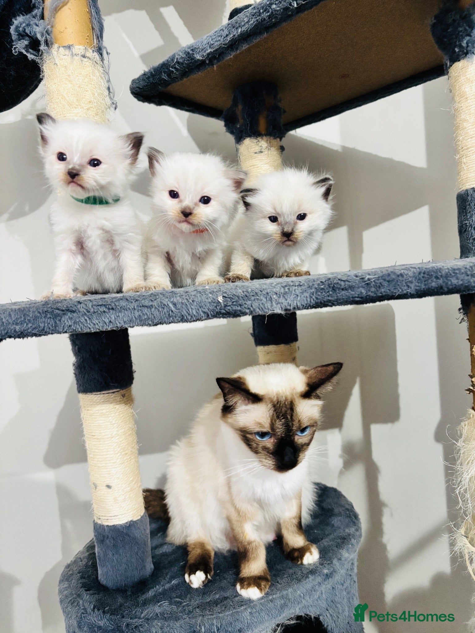 Ragdoll cats Blue point ragdoll kittens  - Advert 1