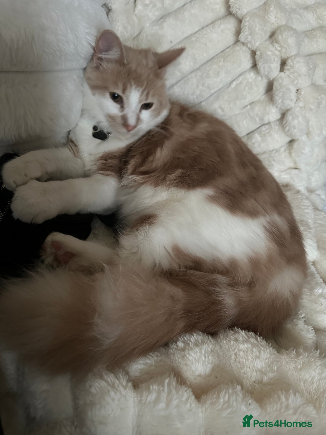 Mixed Breed cats for sale: Beautiful and affectionate 1 year old male - Advert 26