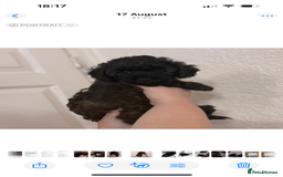 Yorkiepoo dogs for sale: Beautiful yorkipoo puppy  - Image 4