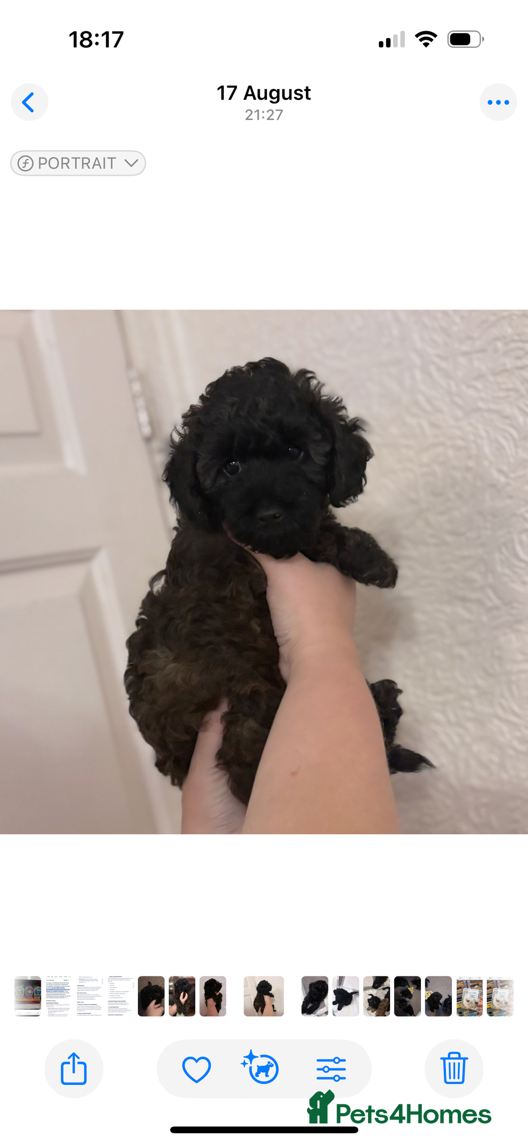 Yorkiepoo dogs for sale: Beautiful yorkipoo puppy  - Image 4