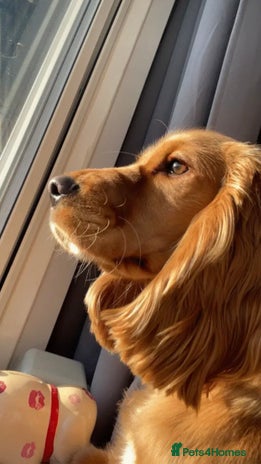 Cocker Spaniel dogs Daisy needs a loving home - Advert 16