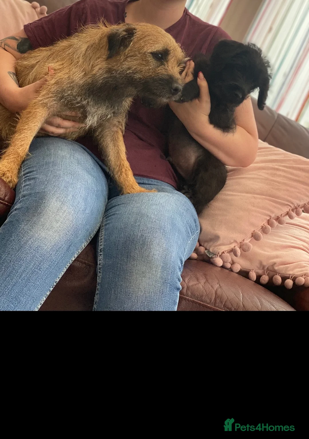 Mixed Breed dogs for sale: Border Terrier X Miniature Poodle puppies  - Advert 15