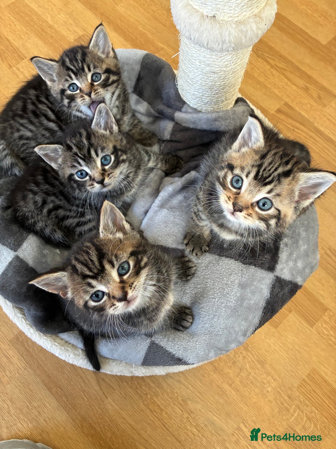 Domestic Shorthair cats for sale: Adorable kitten for sale  - Advert 16