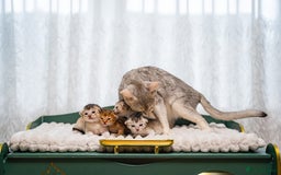 Abyssinian cats for sale: Silver Black Abyssinians-Champion TICA pedigree - Image 12