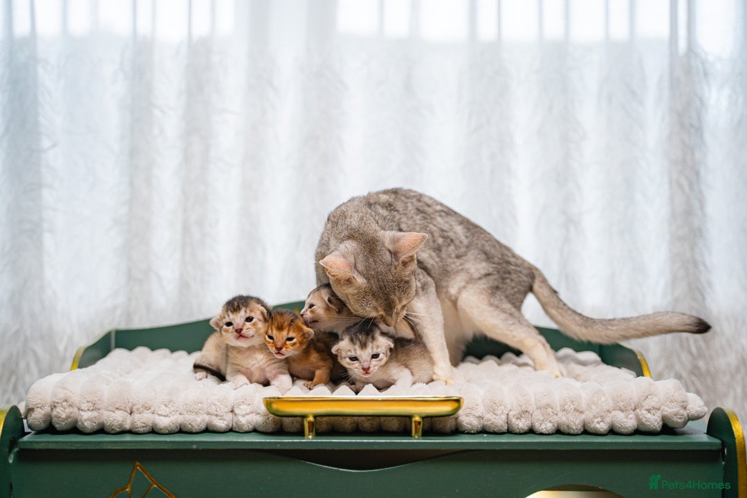 Abyssinian cats for sale: Silver Black Abyssinians-Champion TICA pedigree - Image 12