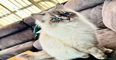 Ragdoll cats - Advert 2