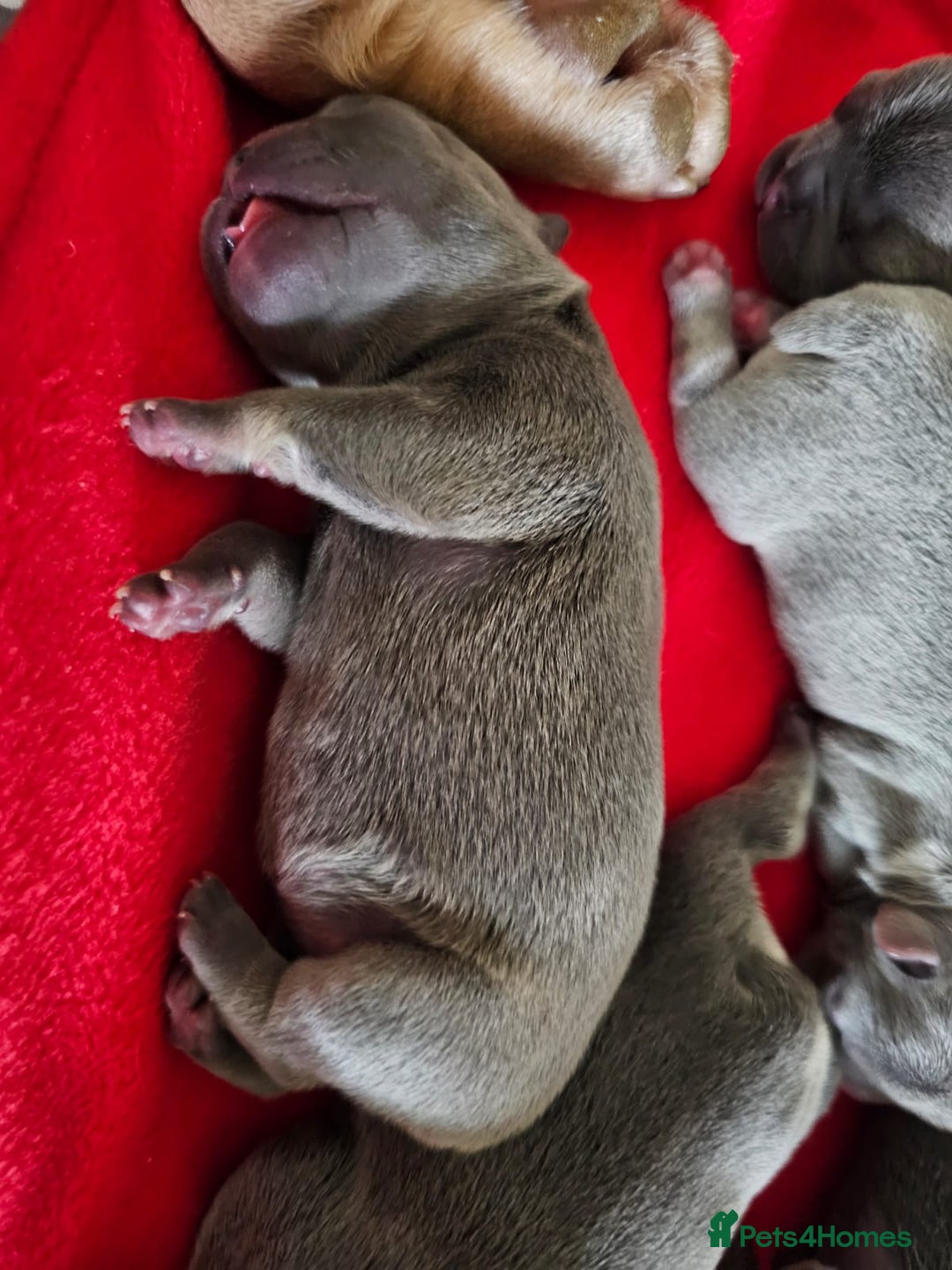 French Bulldog dogs for sale: DISCOUNT AVAILABLE FOR SERIOUSLY INTERESTED BUYERS - Advert 11