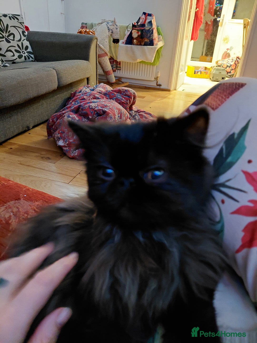 Persian cats for sale: Beautiful 5 month old pure persian boy  - Advert 4