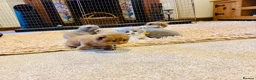 British Shorthair cats for sale: GCCF Registered BSH/BLH Kittens - Advert 36