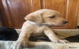Labrador Retriever dogs for sale: Beautiful Black/yellow/foxred puppies! - Image 6