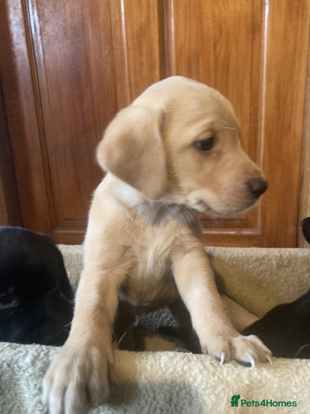 Labrador Retriever dogs for sale: Beautiful Black/yellow/foxred puppies! - Image 6