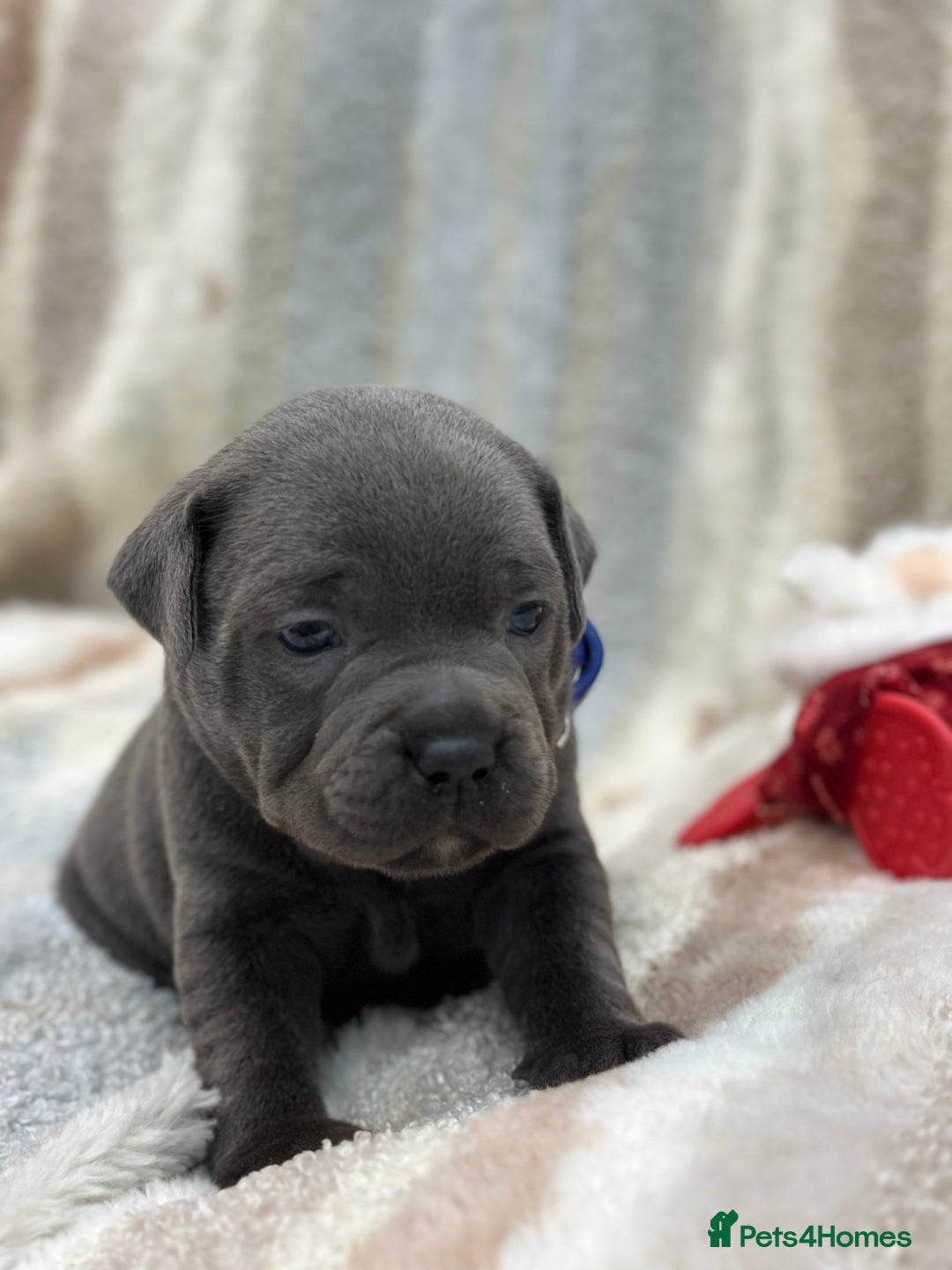 Staffordshire Bull Terrier dogs for sale: ✨🥰🐶 KC Registered Staffordshire Bull Terrier  🐾 - Advert 6