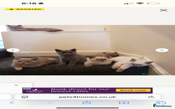 British Shorthair cats for sale: Unique lilac british shorthair  - Image 9