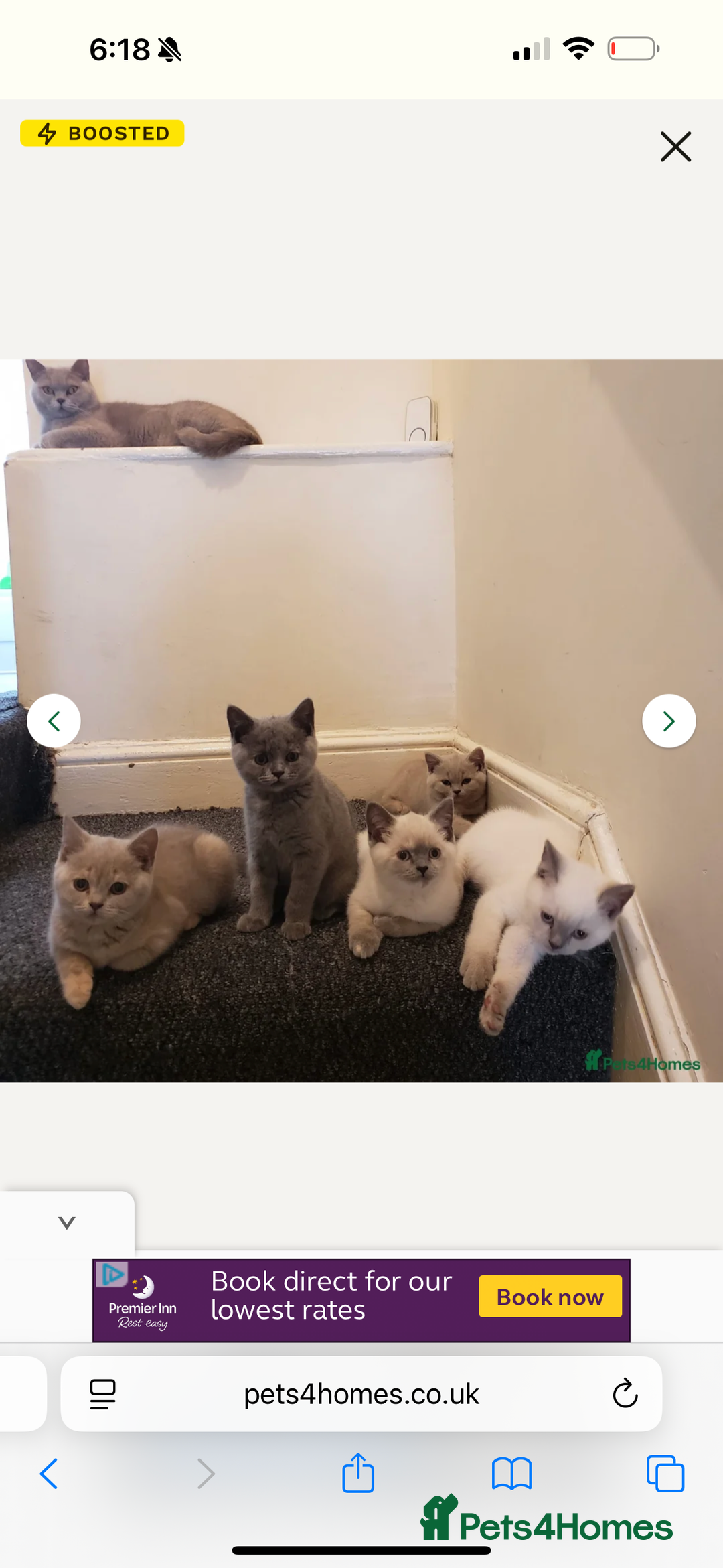 British Shorthair cats for sale: Unique lilac british shorthair  - Image 9