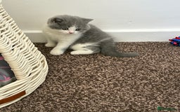 British Shorthair cats for sale: LAST 4 TICA CHAMPION BLOOD LINES BSH KITTENS - Image 19