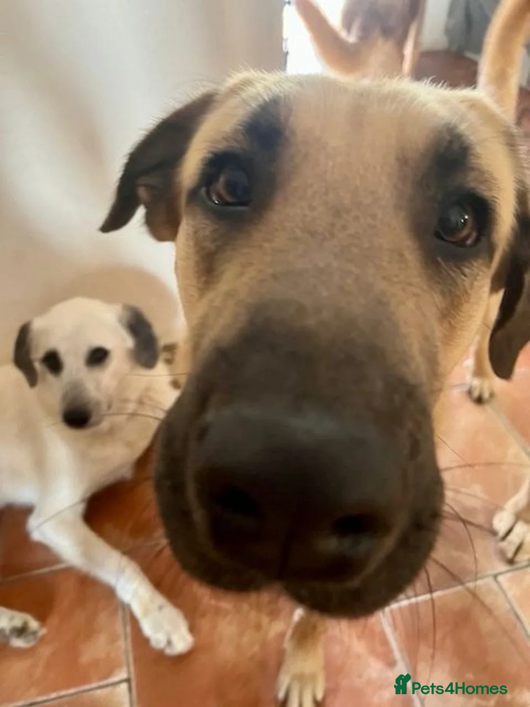 Mixed Breed dogs for adoption: 🐾 Meet Nita ❤️ - Advert 3