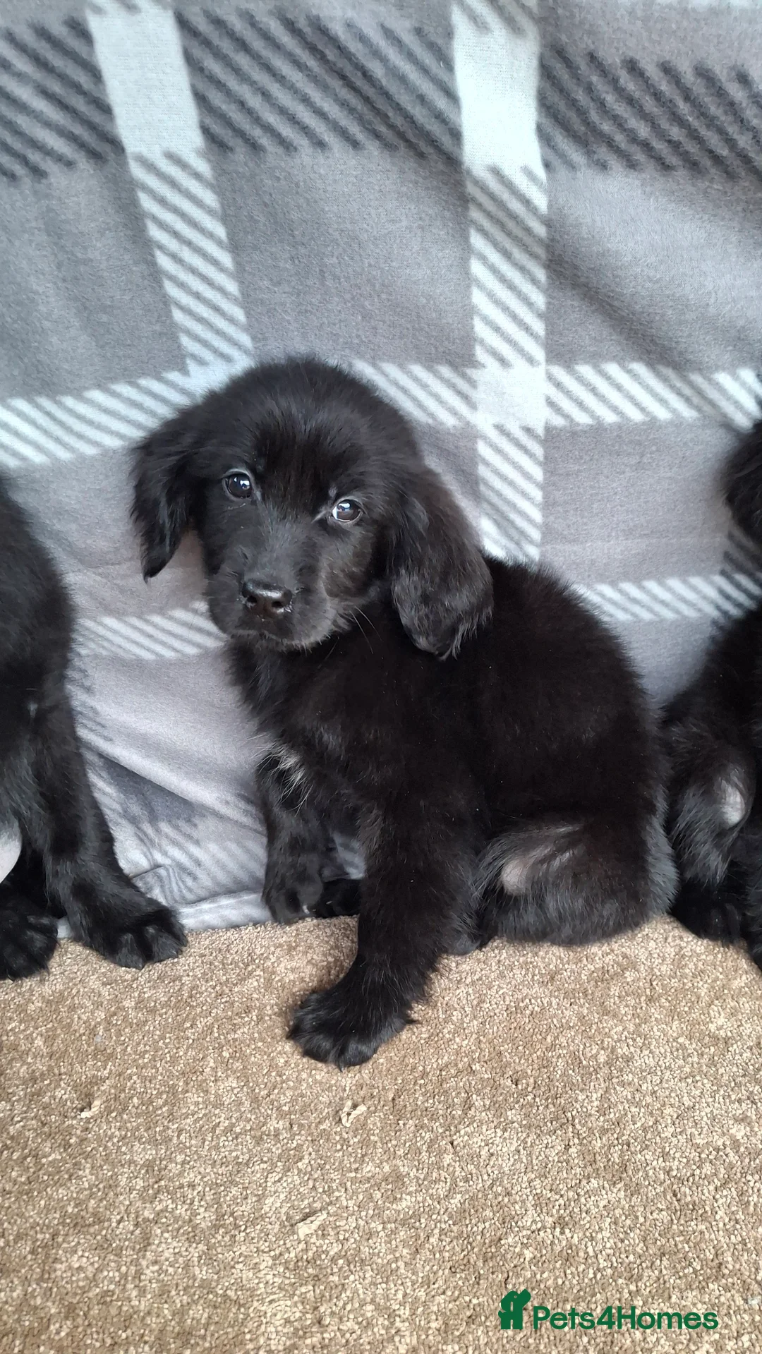 Mixed Breed dogs for sale: flat coated retriever x golden retriever puppies. - Advert 7