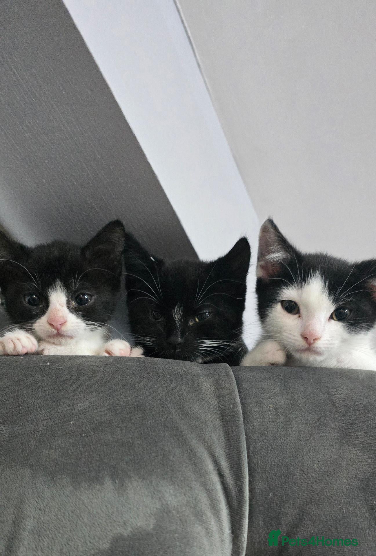 British Shorthair cats 5 female kittens  - Advert 6