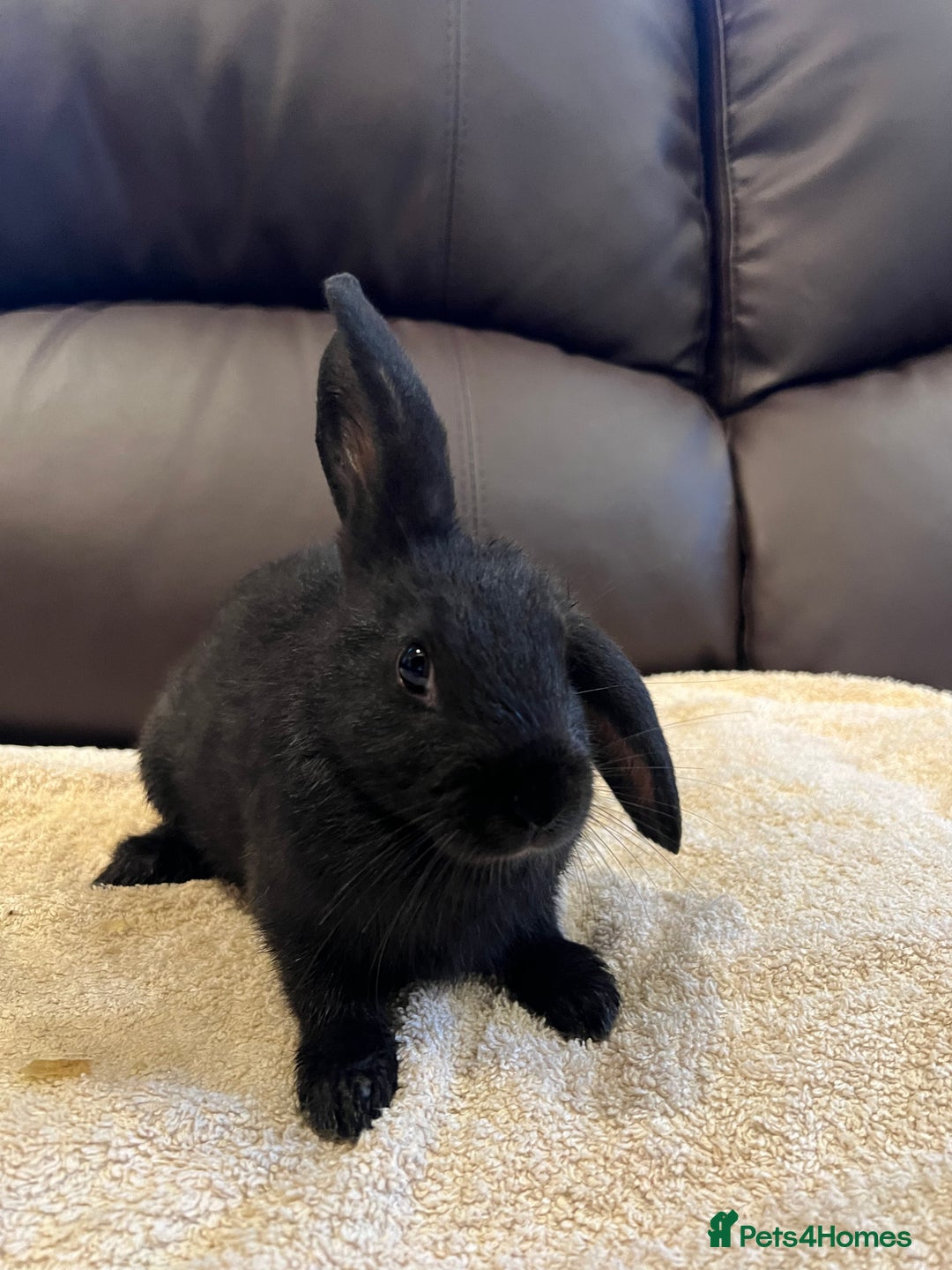 Mixed Breed rabbits for sale: 5 bunnies for sale - Advert 2