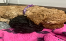 Cockapoo dogs for sale: Cockapoo Puppies for Sale - Image 7