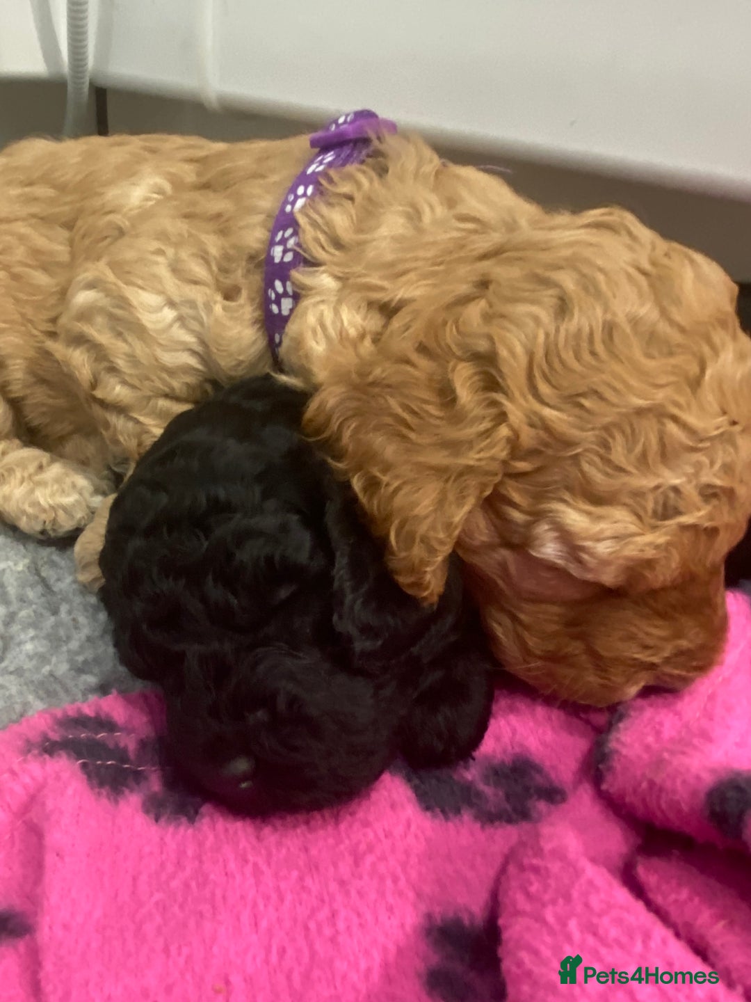 Cockapoo dogs for sale: Cockapoo Puppies for Sale - Image 7