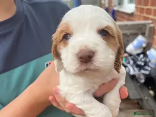 Cocker Spaniel dogs Cocker puppies - Advert 1