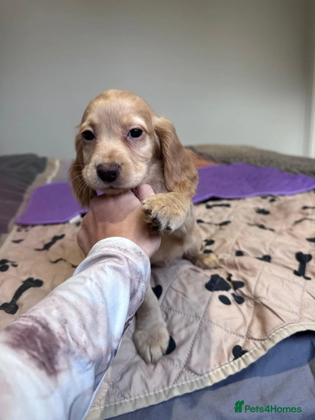 Cocker Spaniel dogs for sale: Cocker Spaniel Puppies - Advert 10