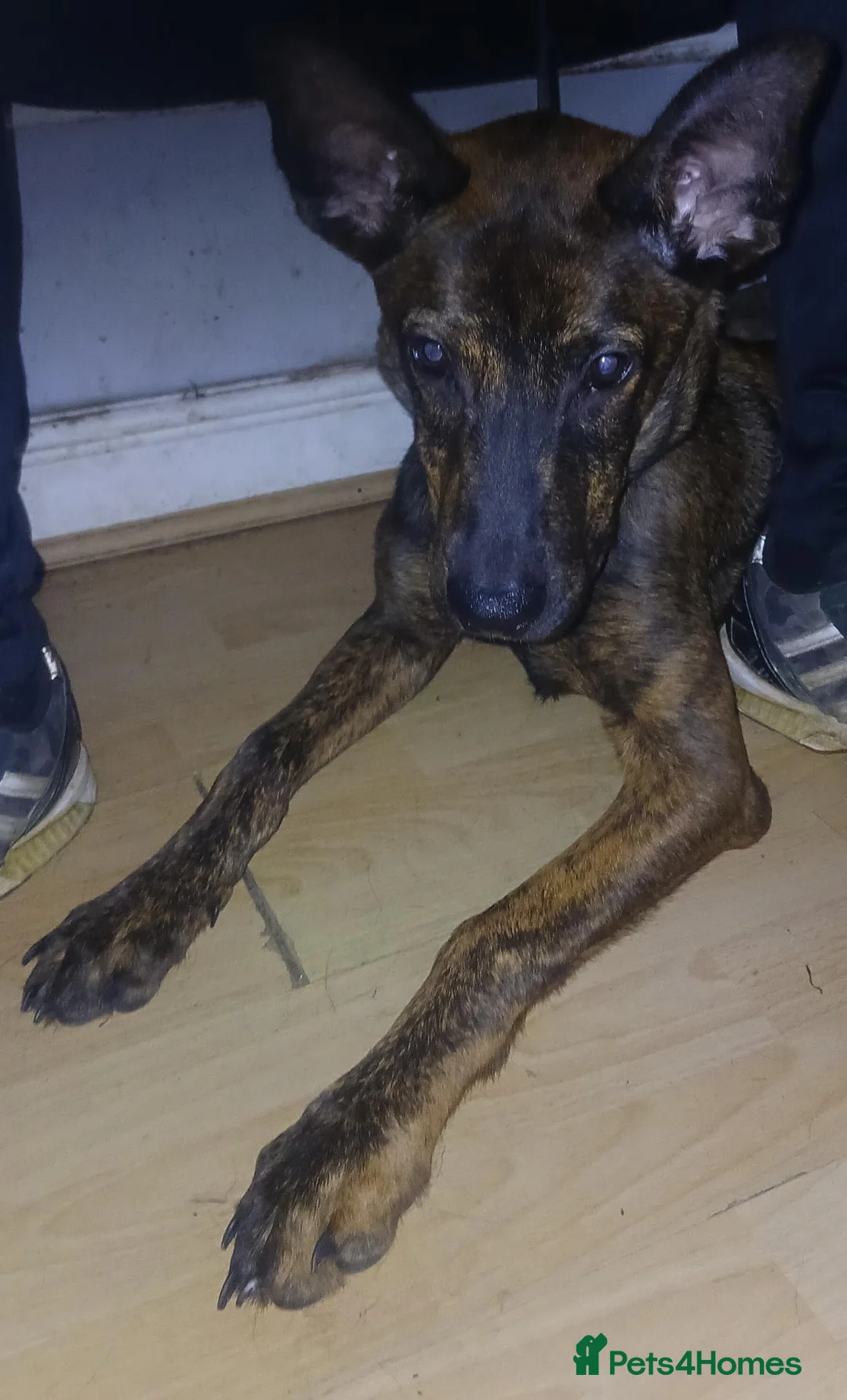 Belgian Shepherd Dog dogs for sale: Shepherd 8 months old puppy - Advert 4