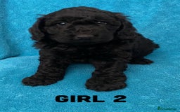 Goldendoodle dogs for sale: Miniature Golden Doodle pups - Image 12