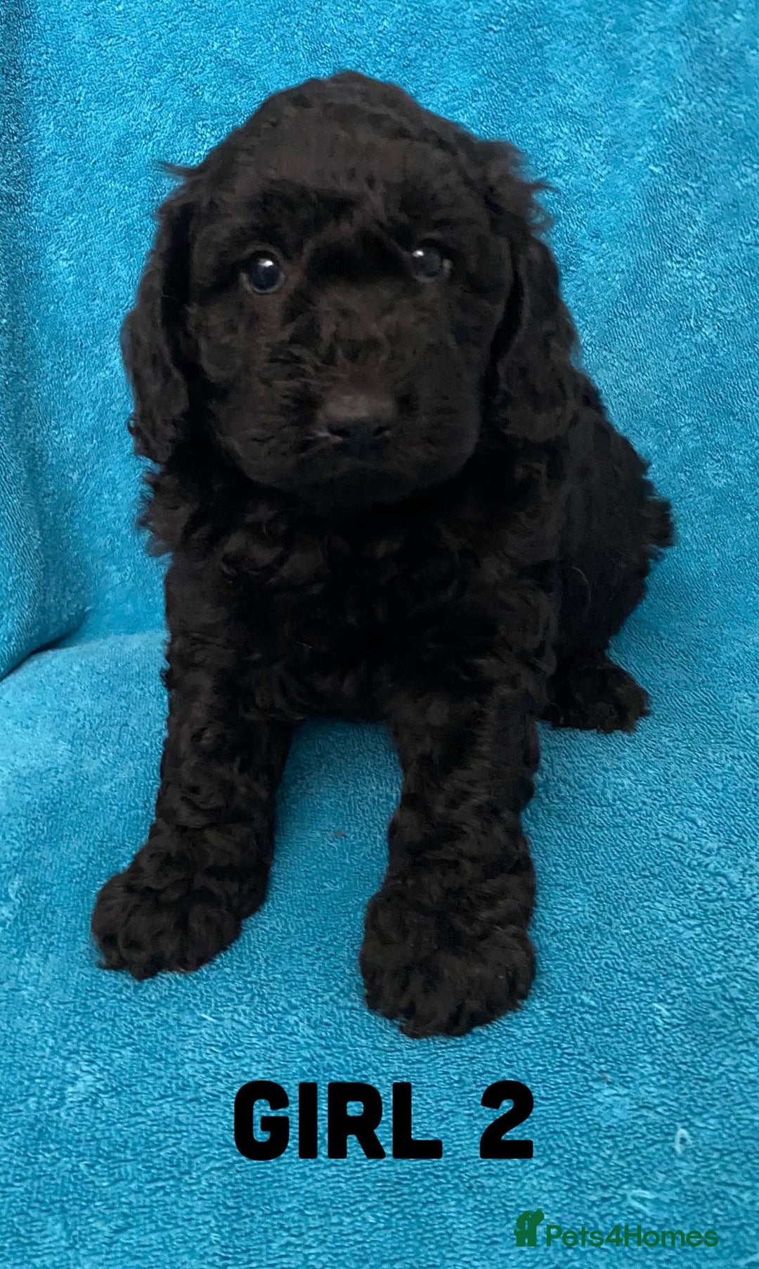 Goldendoodle dogs for sale: Miniature Golden Doodle pups - Image 12