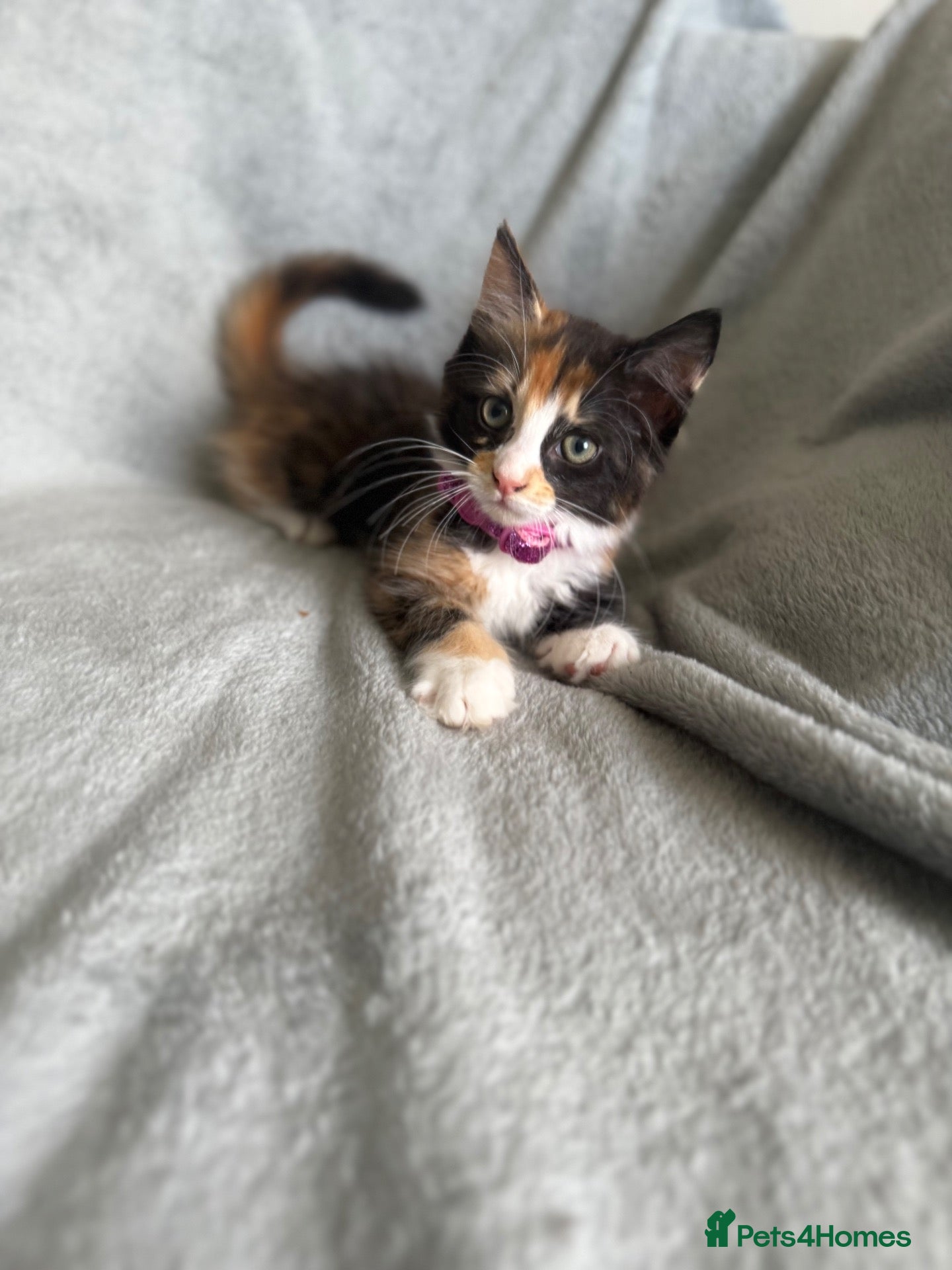 Maine Coon cats LAST GIRL -Calico MaineCoon Cross Kitten - Advert 10