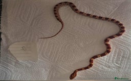 Snake reptiles for sale: variety of babys  - Image 11