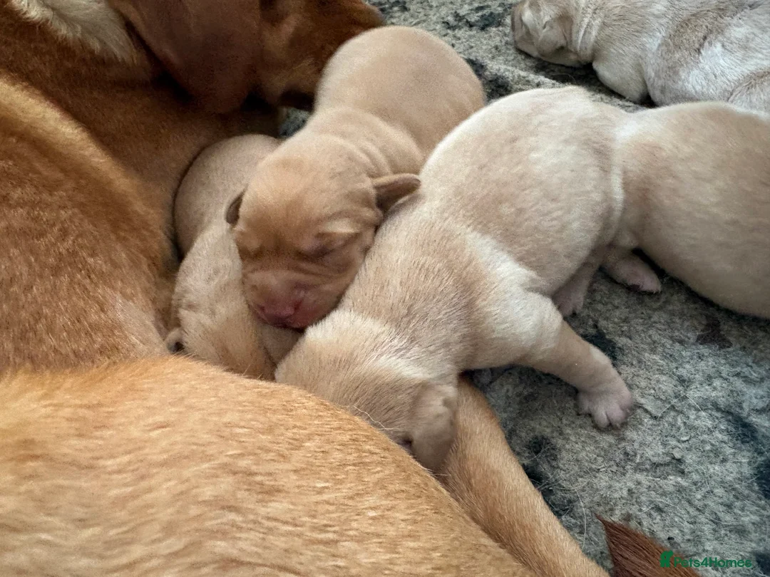 Labrador Retriever dogs for sale: Beautiful Fox Red Pedigree Labradors - Advert 2