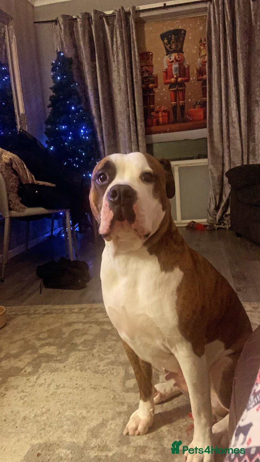 American Bulldog dogs Bella - Advert 2