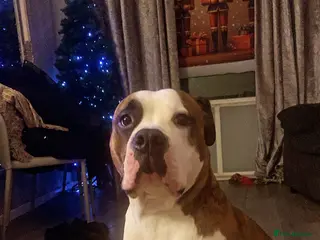 American Bulldog dogs Bella - Advert 2