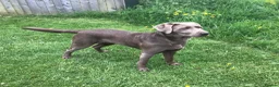 Labrador Retriever dogs for sale: Working Labrador Puppies in Warwick - Advert 9