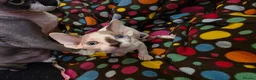 Sphynx cats for sale: Beautiful pedigree sphynx kitten HCM clear parents - Advert 26