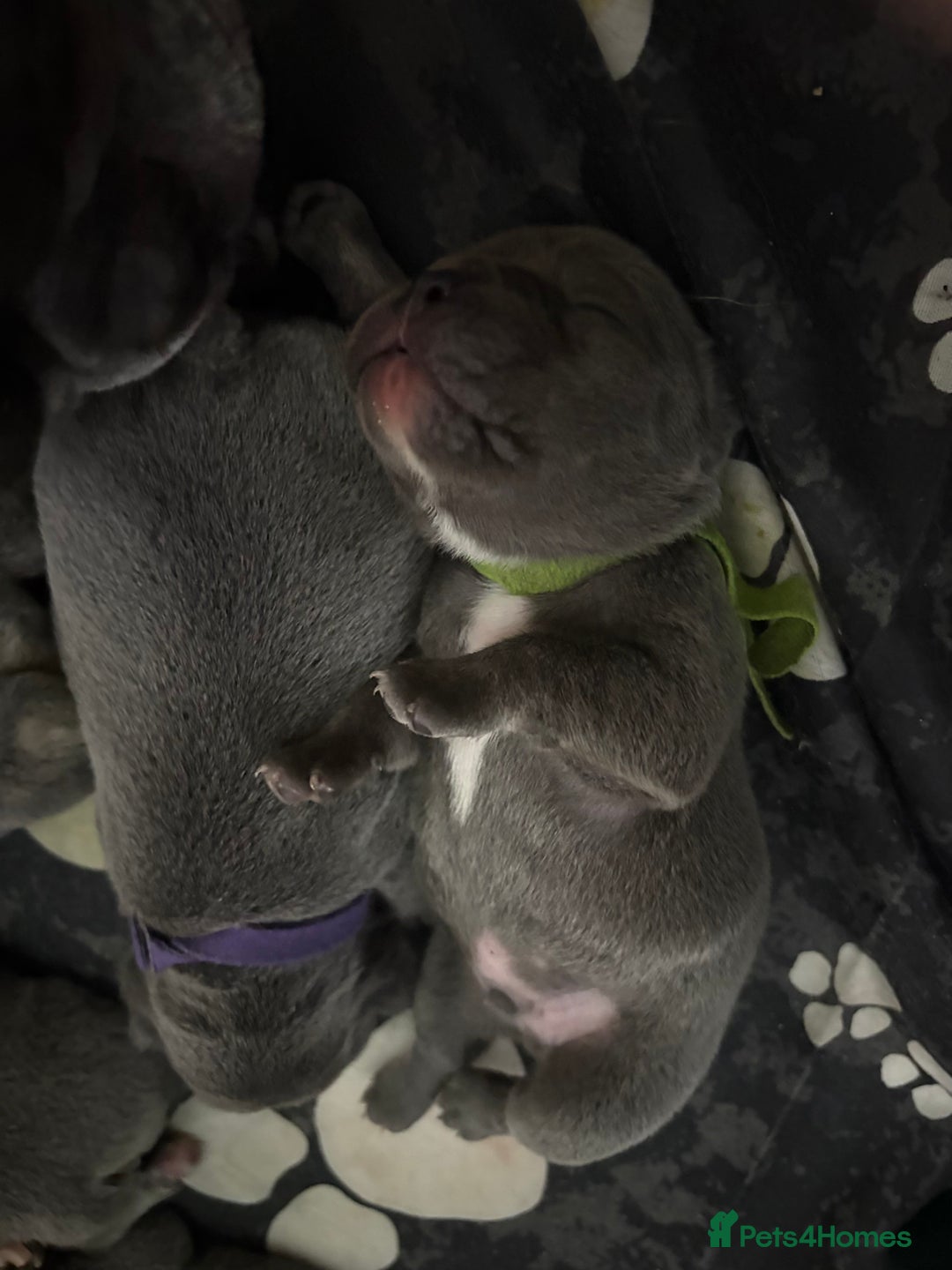 French Bulldog dogs for sale: Beautiful boy looking forever home  - Advert 8