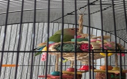 Lovebirds birds for sale: UNTAMED Female Lovebird  - Image 1