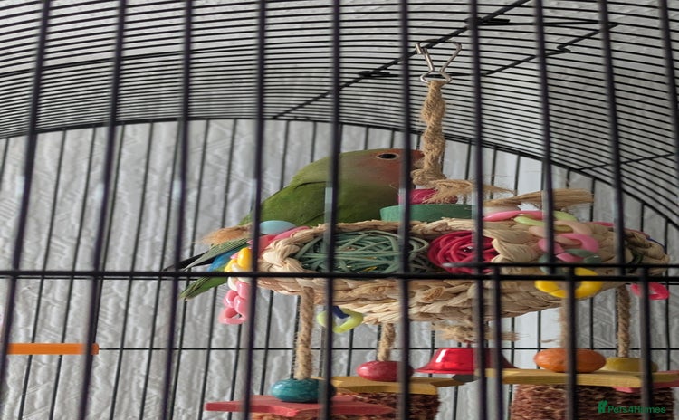 Lovebirds birds - Advert 1