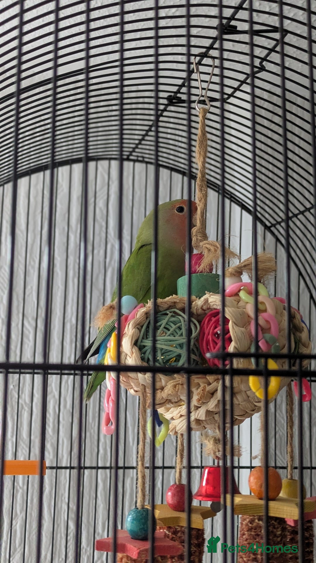 Lovebirds birds for sale: UNTAMED Female Lovebird  - Image 1