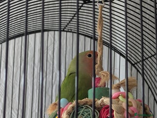 Lovebirds birds - Advert 13