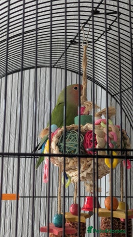 Lovebirds birds - Advert 3