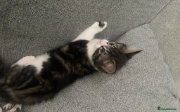 British Shorthair cats for sale: Last boy kitten for sale  - Image 4